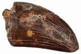 Serrated, Carcharodontosaurus Tooth - Real Dinosaur Tooth #241403-1